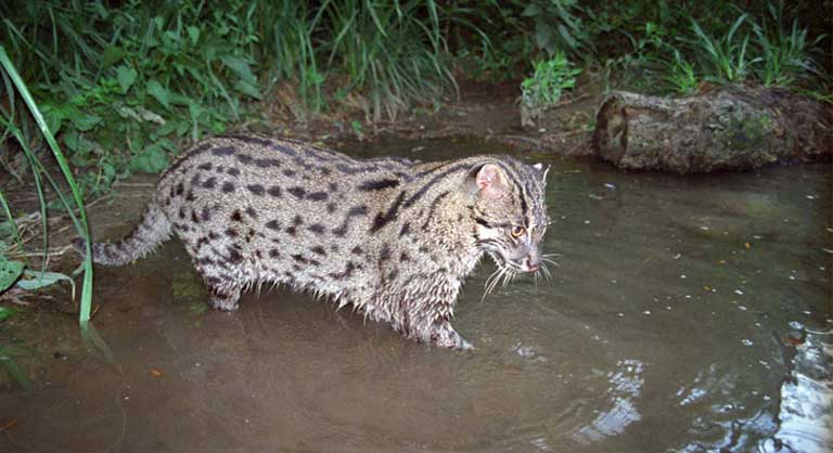Fishing Cats In Panna Tiger Reserve Is A Good Sign - The EarthView