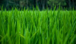 Organic farming- healthy for gut, nature and farmer