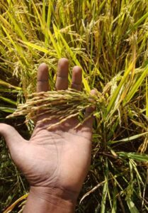 Revival of Organic Farming in agriculture practices of India… Interview with a Farmer