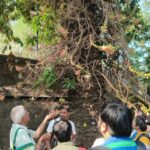 Exploring History and Biodiversity: BNHS Hosts Tree Walk at Joseph Baptista Garden,       Mazgaon Hill