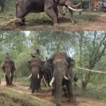 Concerns Raised Over Disturbing Rate of Elephant Deaths in Karnataka Camps