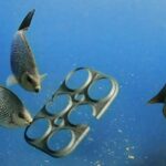 Saltwater Brewery: Six-pack rings that fish can eat!