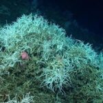 Uncharted Depths: The Wonders and Perils of Deep-Sea Ecosystems