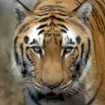 India’s Tiger Population Doubles: A Triumph for Conservation