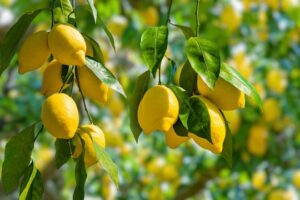 Pothre’s Lemon Miracle: How One Farmer’s Dream Transformed a Village